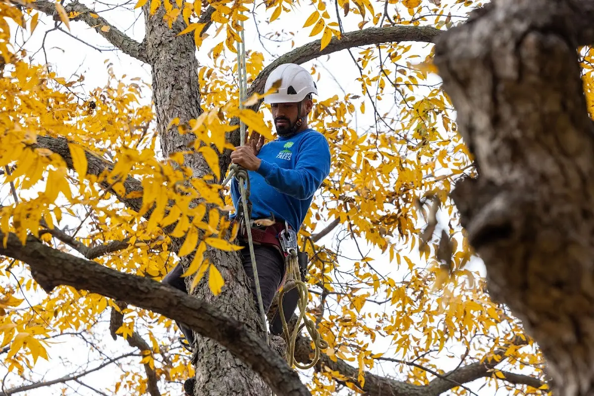 Skilled Tree Transplanting crew working in Canyon