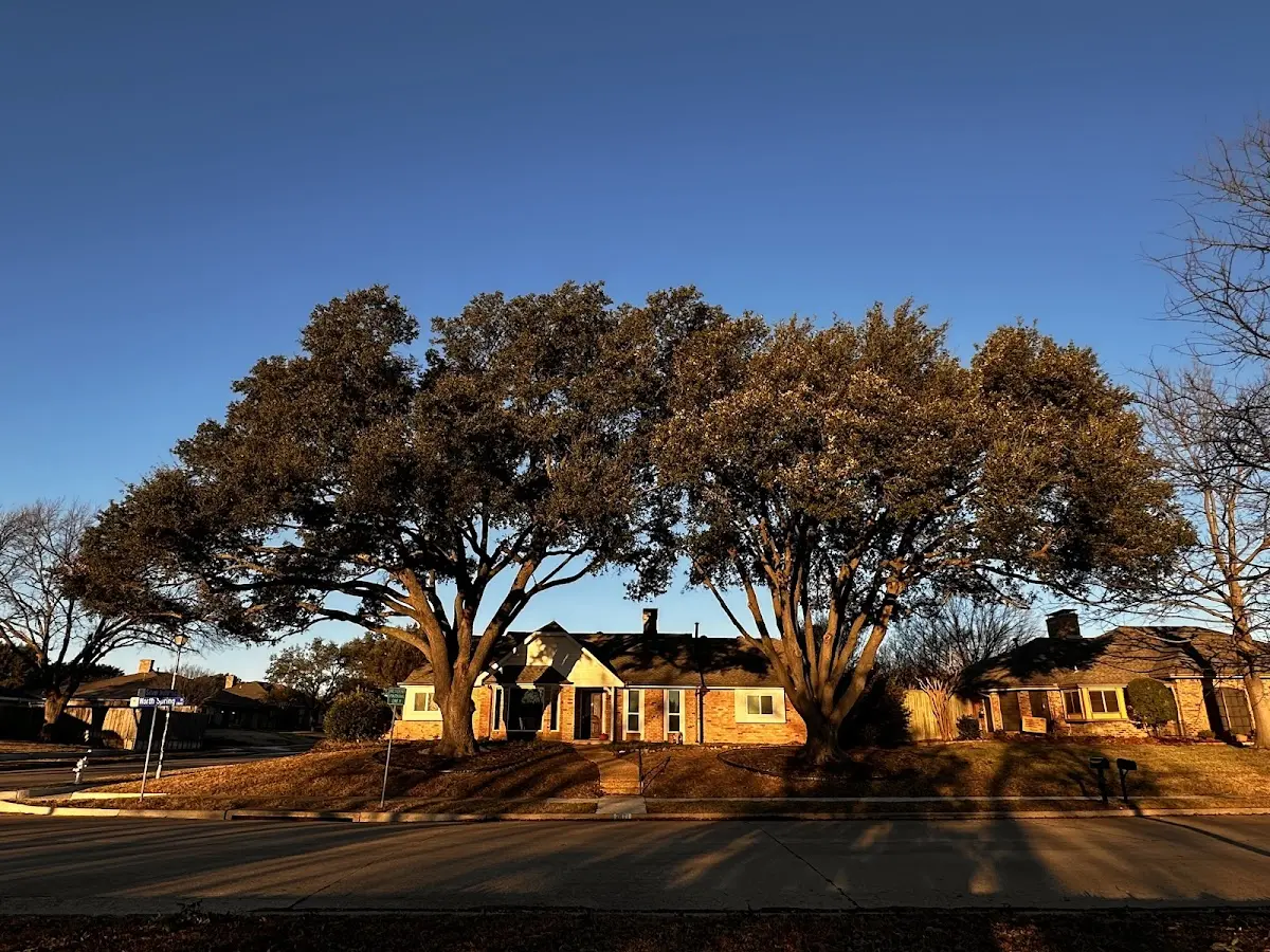 Established residential canopy tree shading a home in Canyon